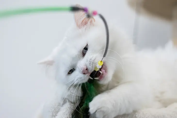 Katzencoaching mit Kater Snow