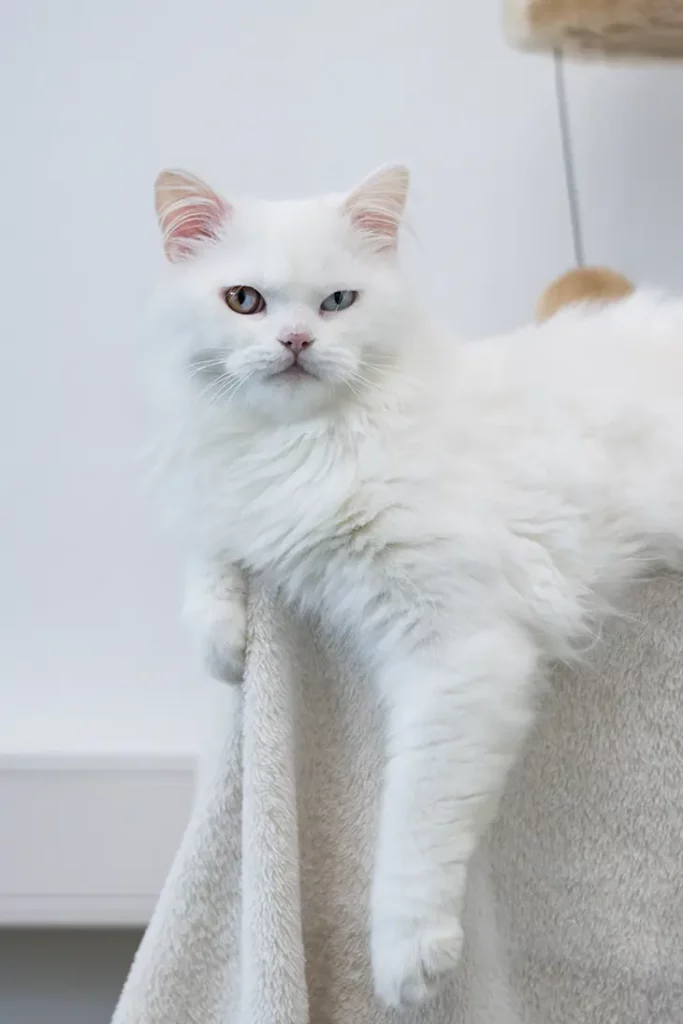 Kater Snow bei der Katzenverhaltensberatung mit Margit Grisold