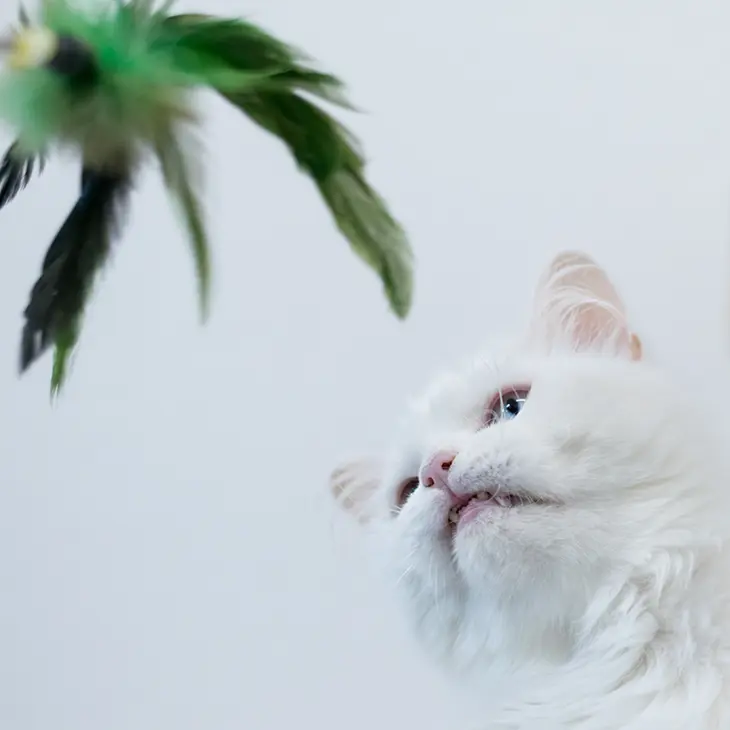 Die Preise für Katzencoaching von Margit Grisold