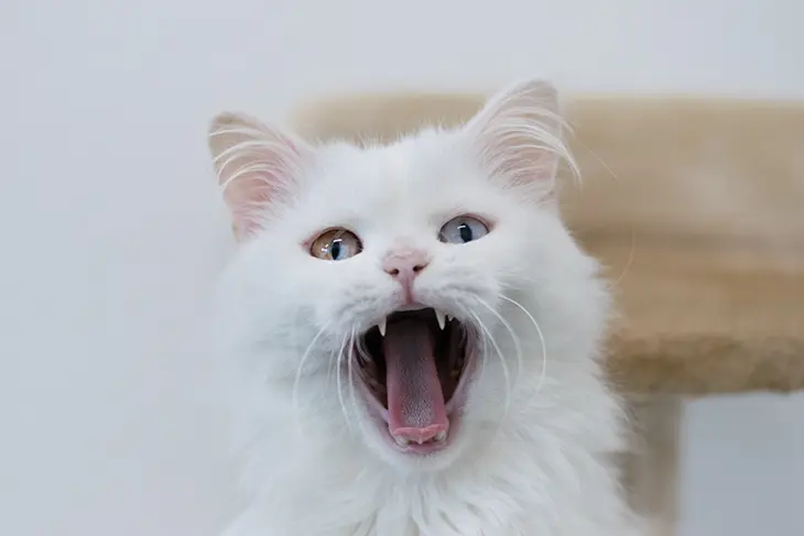 Die Preise für Katzenverhaltensberatung von Margit Grisold