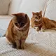 Katzen Geschwister von Ursula D. aus Hart bei Graz