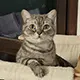 Kater Nacho von Elisabeth aus Graz