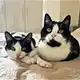 Die Katzen Luna und Liselotte von Sabrina K. aus Graz