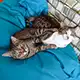 Die beiden Kater Tiger und Leon von Uli A. aus Graz