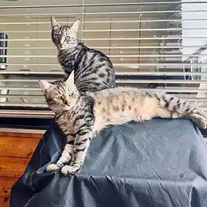 Zwei Tigerkatzen liegen nach der Katzenbetreuung entspannt auf einer Abdeckung am Balkon.