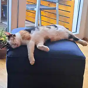 Katze Mia aus Graz liegt entspannt auf einem Hocker nach ihrer Katzenverhaltensberatung.