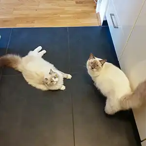 Zwei Ragdoll Katzen liegen entspannt auf dem Küchenboden und warten auf das Futter von der Katzensitterin.
