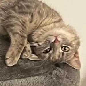 Getigerte Katze liegt verspielt während der Katzenverhaltensberatung auf dem Kratzbaum