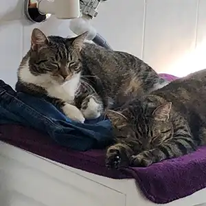 Zwei Katzen liegen entspannt auf der Waschmaschine und genießen die Nähe zueinander nach der erfolgreichen Vergesellschaftung