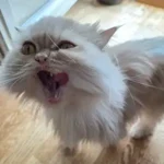 Beigefarbener Kater schleckt sich mit der rosa Zunge genüßlich das Gesicht während der Urlaubsbetreuung